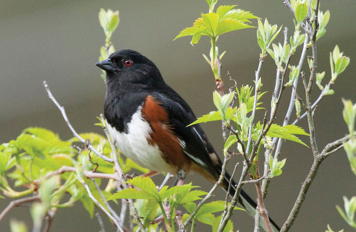 Eastern towhee